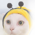 LynxNeko