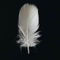 WhiteFeather
